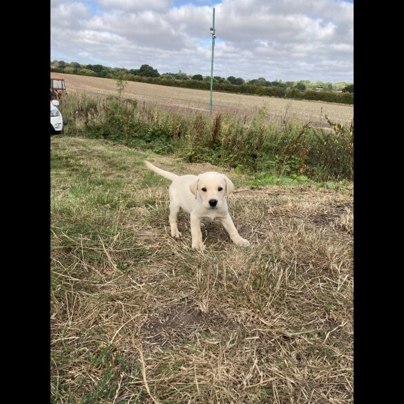 Labrador Retriever - Dogs