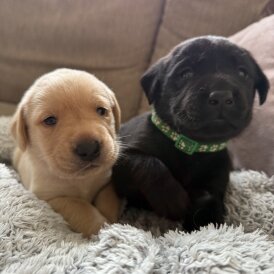 Labrador Retriever - Both