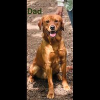 Labrador Retriever - Both