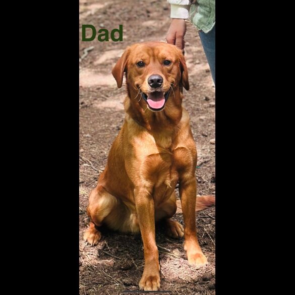 Labrador Retriever - Both