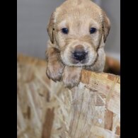 Labrador Retriever - Both