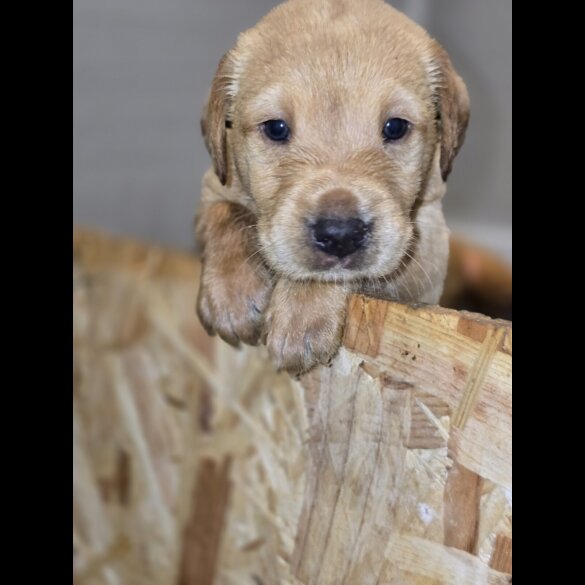 Labrador Retriever - Both