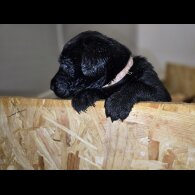 Labrador Retriever - Both