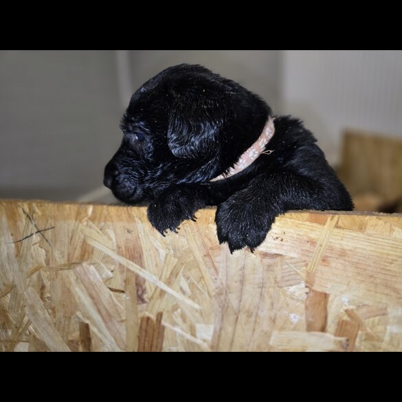 Labrador Retriever - Both