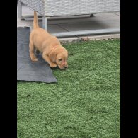 Labrador Retriever - Both