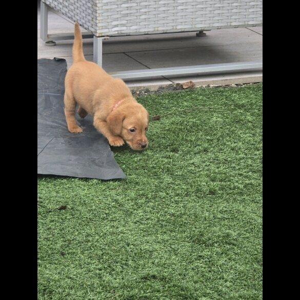 Labrador Retriever - Both