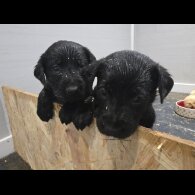 Labrador Retriever - Both