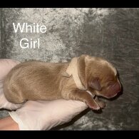 Labrador Retriever - Both