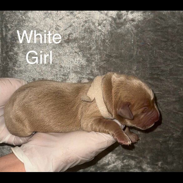Labrador Retriever - Both