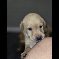 Labrador Retriever - Both