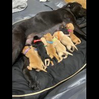 Labrador Retriever - Both