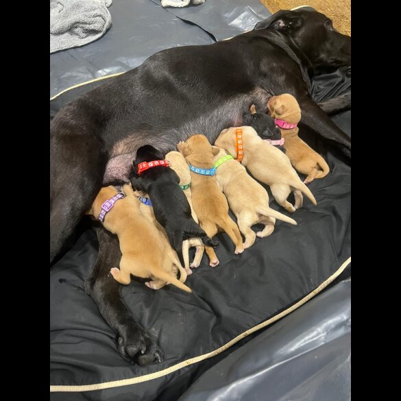 Labrador Retriever - Both