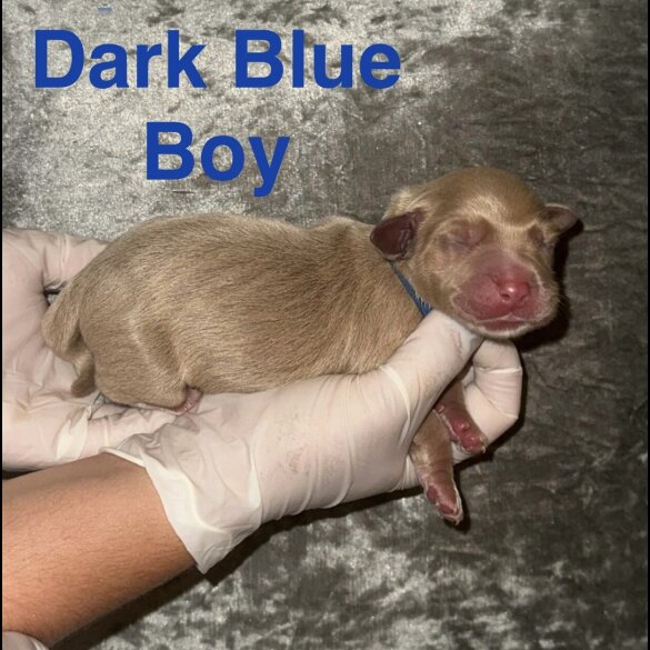 Labrador Retriever - Both