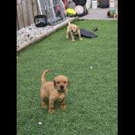 Labrador Retriever - Both