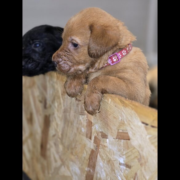 Labrador Retriever - Both
