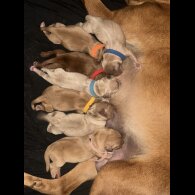 Labrador Retriever - Both
