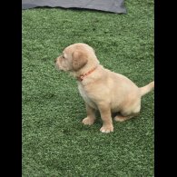 Labrador Retriever - Both
