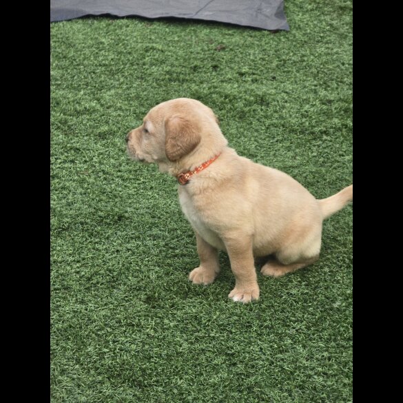 Labrador Retriever - Both