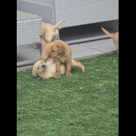 Labrador Retriever - Both