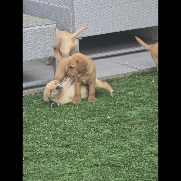 Labrador Retriever - Both