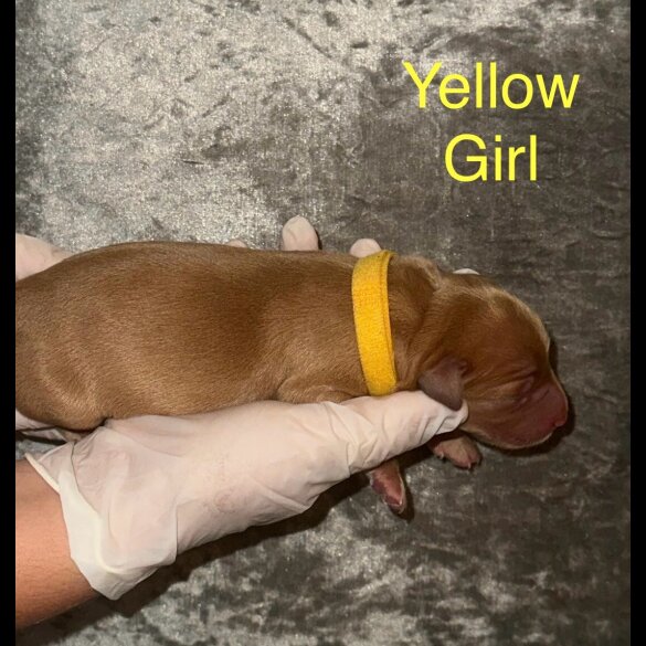 Labrador Retriever - Both