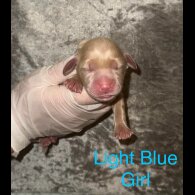 Labrador Retriever - Both