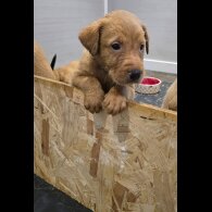 Labrador Retriever - Both