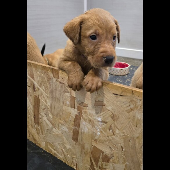 Labrador Retriever - Both