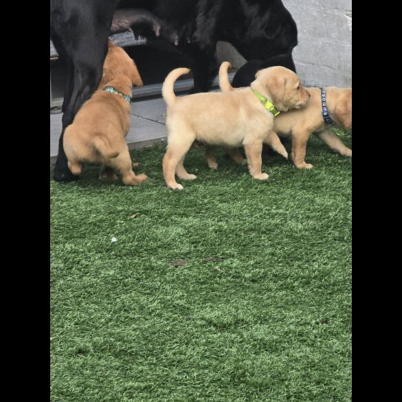 Labrador Retriever - Both