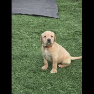 Labrador Retriever - Both