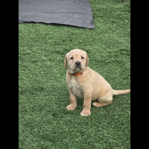 Labrador Retriever - Both
