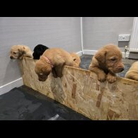 Labrador Retriever - Both