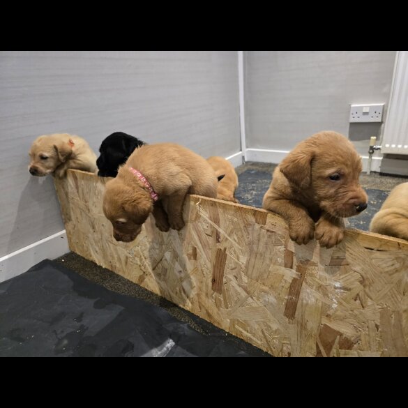 Labrador Retriever - Both