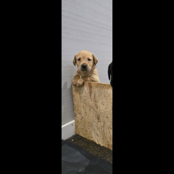Labrador Retriever - Both