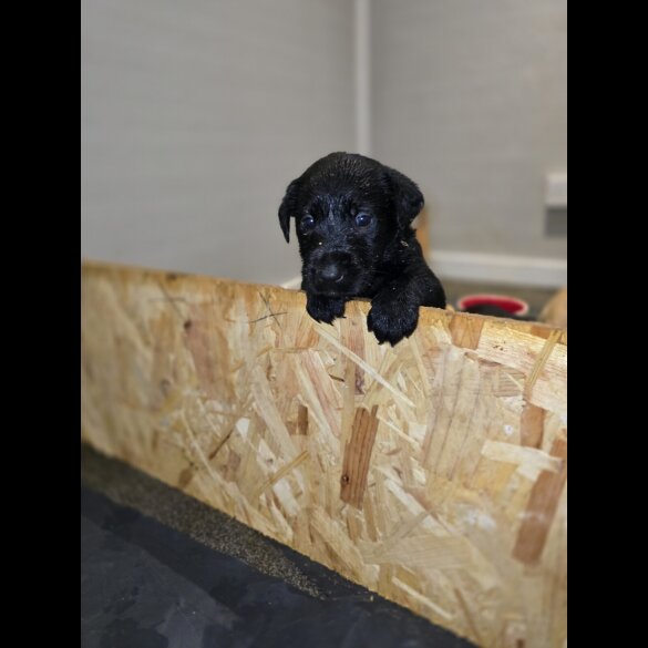 Labrador Retriever - Both