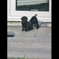 Labrador Retriever - Both