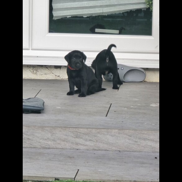 Labrador Retriever - Both