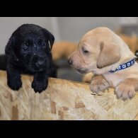 Labrador Retriever - Both