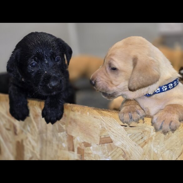 Labrador Retriever - Both
