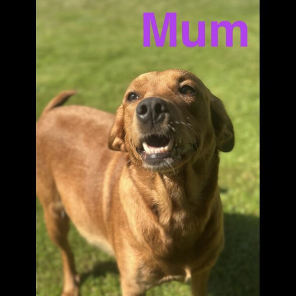 Labrador Retriever - Both