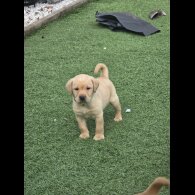 Labrador Retriever - Both