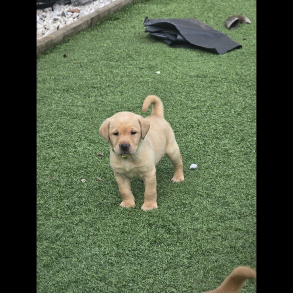 Labrador Retriever - Both
