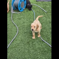 Labrador Retriever - Both
