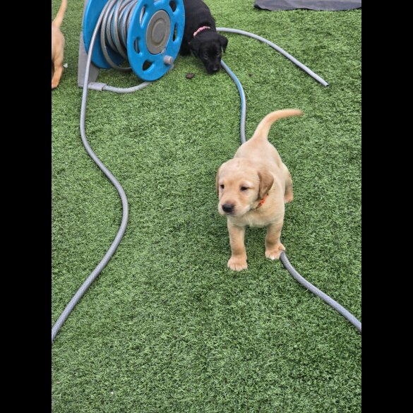 Labrador Retriever - Both