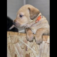 Labrador Retriever - Both