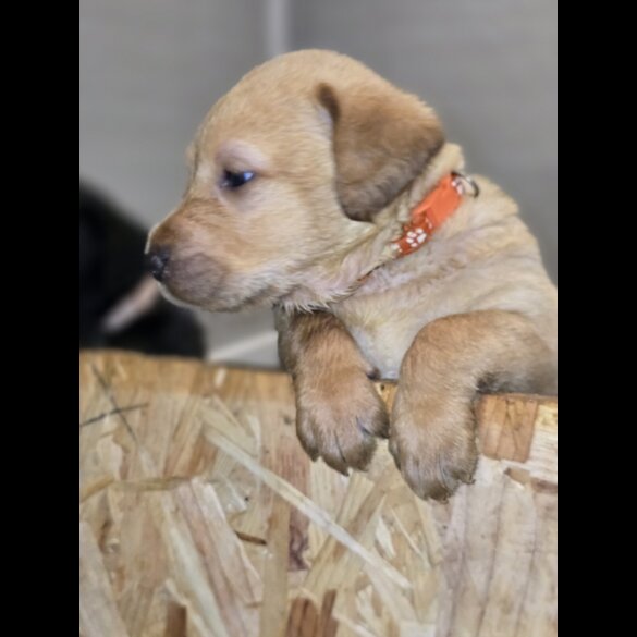 Labrador Retriever - Both