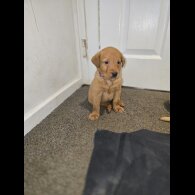 Labrador Retriever - Both