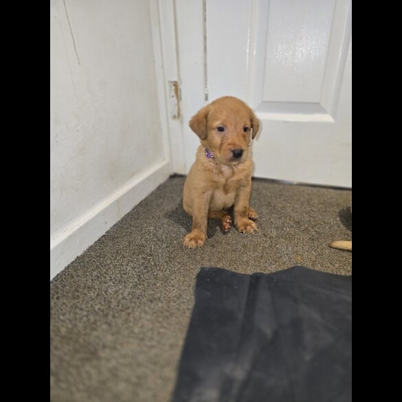 Labrador Retriever - Both