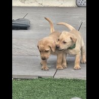 Labrador Retriever - Both