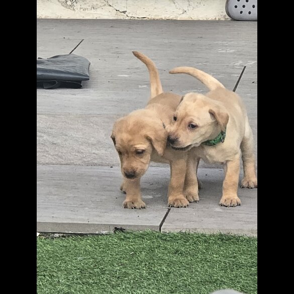 Labrador Retriever - Both